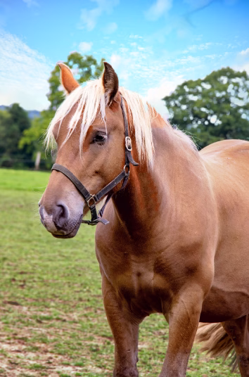 Cheval — garanties et exclusions assurance animaux